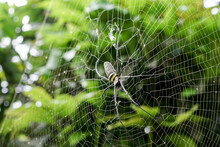 Nephila Pilipes Large Wasp Spider Sits On A Web On A Green Background. A Spider Known As The Giant Northern Golden Orb Weaver, Is A Species Of Spider That Belongs To The Class Arachnida