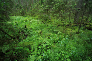 Broadleaved forest in Romincka Forest (north-east Poland)