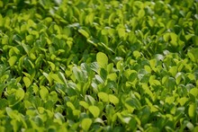 Close-up Photo Of Fresh Seedlings, And Growing Green Shoots Of Leaf Cabbage, Seedlings And Young Plants Of Curly Leaf Kale, In Bright Sunlight.