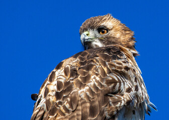 Wall Mural - Close-up of a Red-tailed Hawk in the Anahuac National Wildlife Refuge!