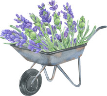 Watercolor Lavender Bouquets In Vintage Garden Pots. Gardening Illustration.