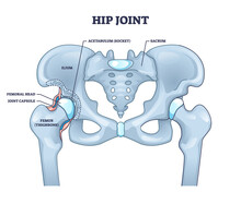 Hip Joint Structure With Anatomical Bone Parts Description Outline Concept. Labeled Educational Scheme With Human Sacrum, Ilium, Femoral Head, Joint Capsule And Femur Thighbone Vector Illustration.