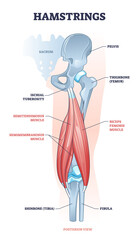 Canvas Print - Hamstring posterior muscle anatomy with bones and ligaments outline diagram. Labeled educational scheme with leg body part from medical view vector illustration. Semimembranosus and semitendimosus.