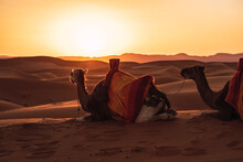 Backlight Of Two Camels Resting In The Desert Of Merzouga, Morocco.