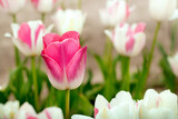 Fototapeta Tulipany - Bright pink tulip close-up among white tulips. Colorful spring card. Flower background. Selective focus.