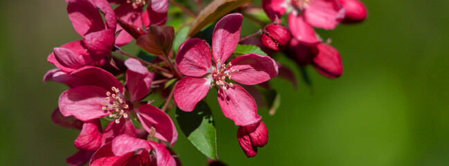 Wall Mural - Spring flowering tree, beautiful spring background.