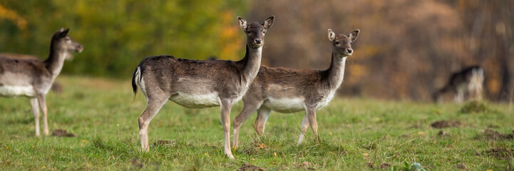 Wall Mural - group of fallow deer, dama dama, females standing on grass in autumn. many hinds looking on field in