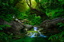 Asian Jungle With River