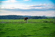 A beautiful shot of a cow in a green field during the day