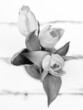 black and white picture of tulips from above