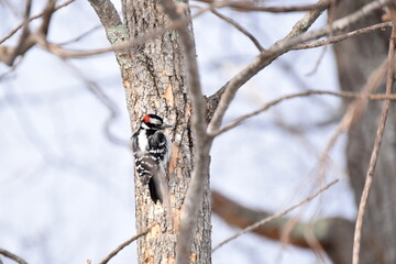 Wall Mural - Downy Woodpecker