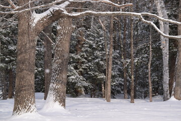 Wall Mural - Evergreen In Snowfall