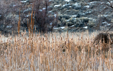 Poster - Cattails, reeds or bullrush plants in the wind