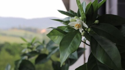 Wall Mural - Orange tree white fragrant flowers and buds branch swaying in the wind in the early morning. Neroli blossom. Azahar perfume flowering.