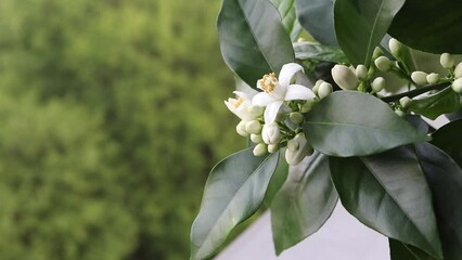 Wall Mural - Orange tree branch with white flowers and buds swaying in the wind on the blurred spring background. Neroli blossom.