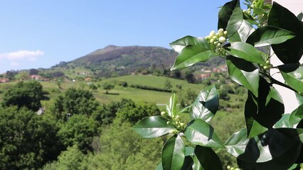 Wall Mural - Orange tree branch with white buds blowing with the wind on the blurred rural background on sunny afternoon. Neroli blossom.