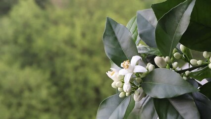 Wall Mural - Orange blossom branch with white flowers and buds swaying in the wind on the blurred spring background. Blooming neroli. 