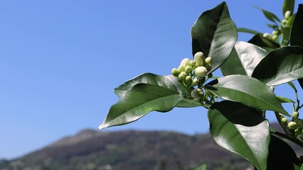 Wall Mural - Orange tree branch with white buds blowing with the wind on the blue sky background on sunny day. Neroli blossom.