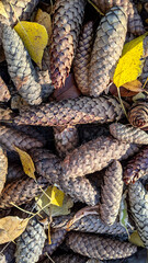 Wall Mural - Background of brown pine cones and yellow autumn birch leaves