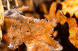 frosted oak leaf
