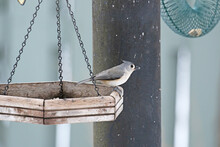 A Tufted Titmouse Grabs A Seed From The Feeder.