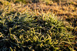Cold grass under the sunlight by the morning, South Brazil
