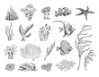 Set of coral reef elements in engraved sketch style, vector illustration isolated on white background.