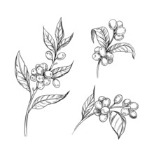 Coffee Sketch. Coffee Plant. Vector Illustration. Black Outline On A Transparent Background