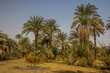 Palms by the river Nile, Egypt