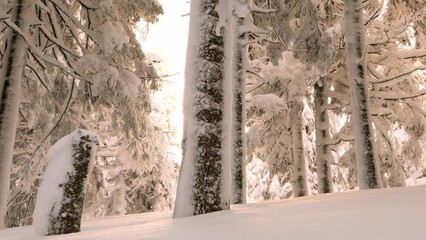 Poster - Ukrainian Carpathians snowy forest in the afternoon, and at sunrise and sunset is beautiful and attractive. Slender fir and lush beech shackled by frost and rime, the sun's rays create beauty