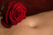 Red rose with tiny water droplets on woman's belly, close up