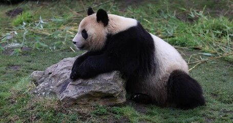 Poster - A panda is resting in the forest