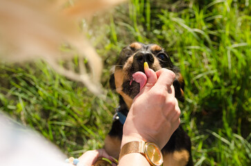 Wall Mural - young woman gives a treat to a cute dog on a walk in the park on a summer evening