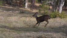 White-tailed Deer Running