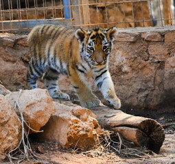 Poster - A beautiful lion cub walking around on a zoo habitat