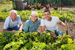 © JackF - Young man and mature couple before dripping potatoes by shovel in garden outdoor, man on background