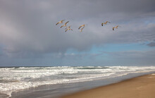 Seagulls Over Horsfall Beach