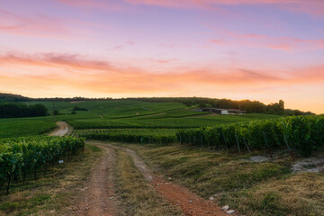 Wall Mural - In the Champagne vineyards of Montagne de Reims, Reims, France, row vine grapes.