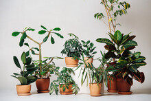 Variety Of Potted Plants In Brown Ceramic Pots Over Beige Background.