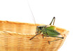 grasshopper in a basket