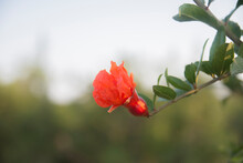 Blooming Pomegranate Tree, Selective Focus Pomegranate Flower.