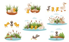 Ugly Duckling Fairy Tale. Duckling Is Born Into Family Of Geese Cartoon Vector Illustration