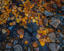 A Closeup Shot Of Autumnal Leaves On Panther Creek In Idaho, USA
