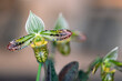 Paphiopedilum venustum slipper orchid in flower