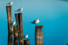 Seagulls On Wooden Poles In A Blue Lake
