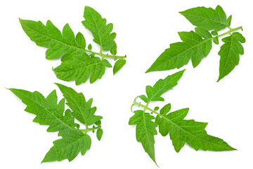 Wall Mural - tomato leaves isolated on white background. clipping path