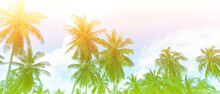 Summer Theme  With Palm Trees  Beach Background Which Palm Trees Against Blue Sky Banner Panorama, Tropical Caribbean Travel Destination.