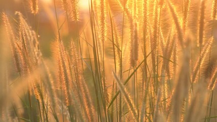 Wall Mural - reeds grass flower field under vanilla sky,golden sunset sky in the evening