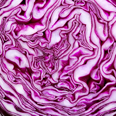  Cut though the middle of a red cabbage head, beautiful dark purple and white patterns revealed
