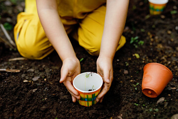 Wall Mural - Close-up of hands of little preschool girl planting seedlings of sunflowers in garden. Toddler child learn gardening, planting and cultivating flower and plant. Kids and ecology, environment concept.